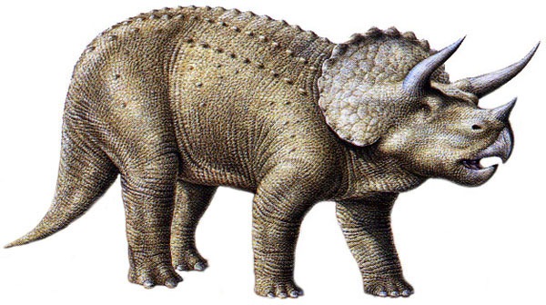 Triceratops
