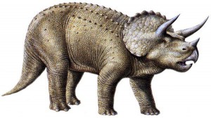 triceratops.jpg